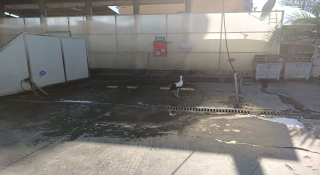 Nazilli’de Sürpriz Misafirler: Leylekler Benzinlikte Dolaştı!