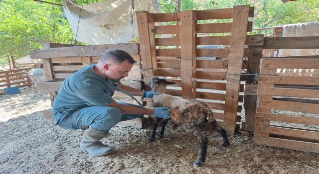 Söke'de küçükbaş hayvanlar küpelendi