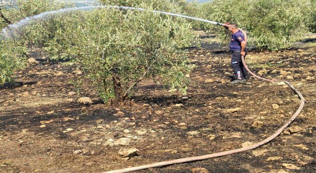 Zeytinlikte çıkan yangın hızlı müdahale ile söndürüldü