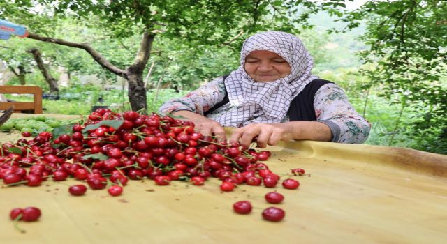 Zirai don kirazı vurdu, geçen yıla göre 61 bin ton ihracat kaybı yaşandı