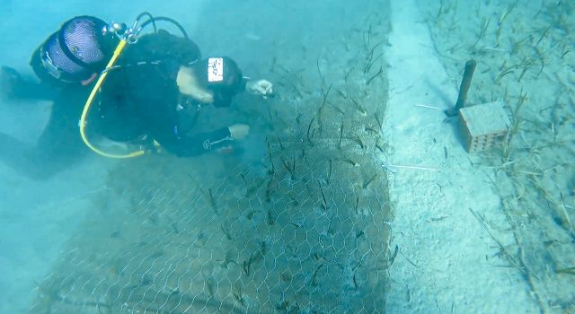 2 bin yaşında deniz çayırı keşfedildi