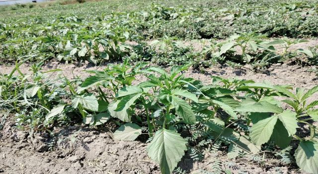 Alternatif ürün susamda kontroller yapıldı