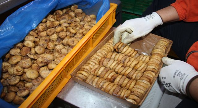 Aydın TARİŞ'te incir alım fiyatları belirlendi