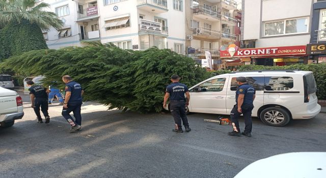 Aydın’da ağaç aracın üstüne devrildi