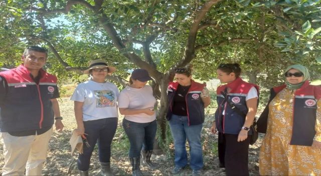 Aydın’da turunçgil yeşillenme hastalığına karşı çalışmalar sürüyor