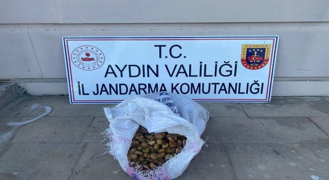 Bahçeden 50 kilo incir çalan şüpheliler jandarmadan kaçamadı