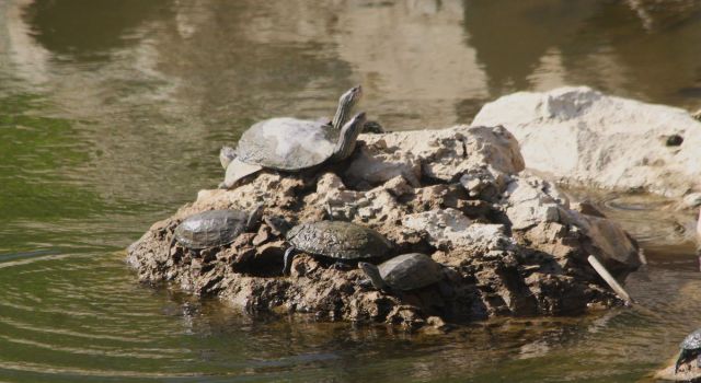 Başkan Sürücü: "Eğer önlem alınmazsa taşköprü yok olacak"
