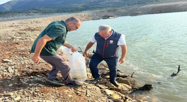 Kemer Barajı’na 600 bin adet sazan yavrusu bırakıldı