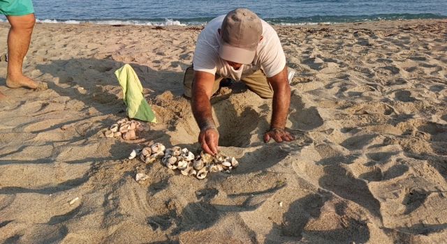 Kuşadası'nda ilk yavrular sürpriz yuvadan çıktı
