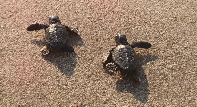 Caretta carettalar denizle buluştu