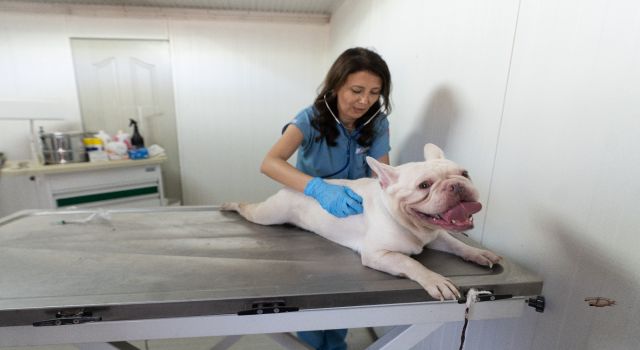 İzmir’de el konulan 20 cins köpek Işıkkent Köpek Bakımevi’nde