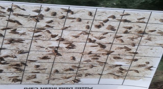 Söke’de pamukta pembekurt zararlısına karşı uyarı