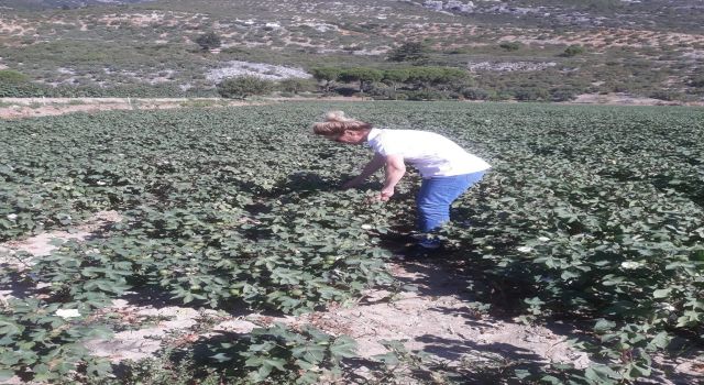 Söke'de zararlı popülasyonunda artış gözlemlendi