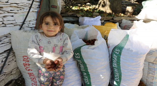 Aydın'ın dağlarında kestane sezonu sona erdi