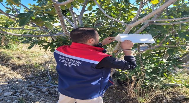 Buharkent’te meyve sineğiyle mücadele aralıksız sürüyor