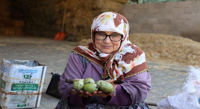 Hasadı yapılan cevizler satışa hazırlanıyor
