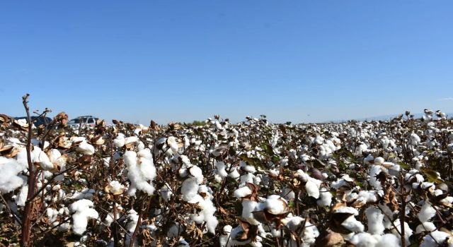 Söke Ovası’nda pamuk hasadı sürüyor