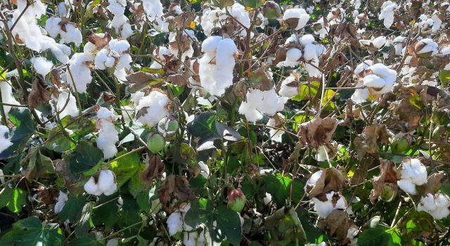 Yağışların pamuk alanlarındaki etkisi yerinde incelendi