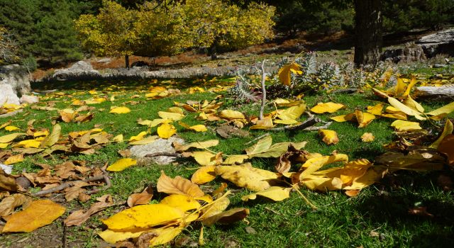 Aydın dağları sonbahara kucak açtı