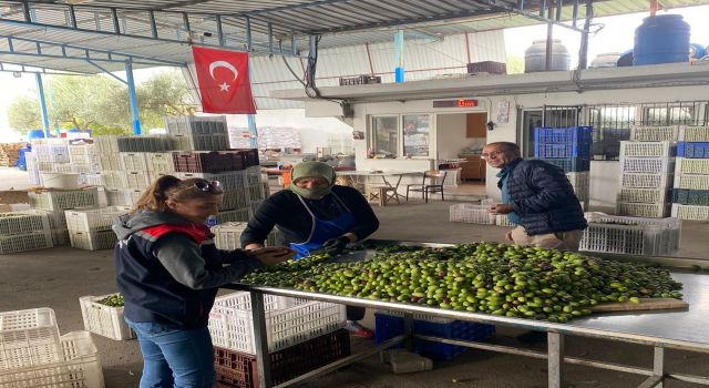 Buharkent'te zeytin rekoltesi ve kalite kontrol çalışmaları sürüyor