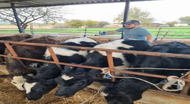 Karpuzlu’da hayvan sağlığı için çalışmalar sürüyor