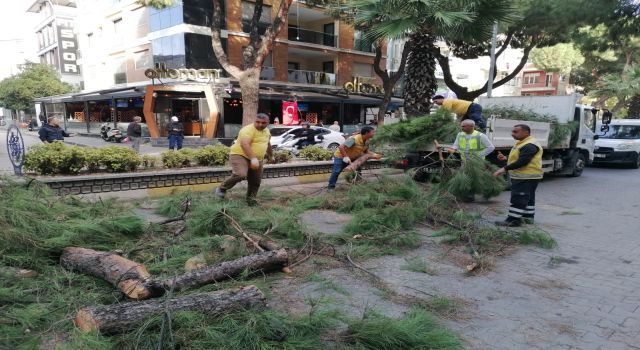 Ordu Caddesi’nde Meşrubat Kamyonu Çam Ağacına Çarptı: Facianın Eşiğinden Dönüldü