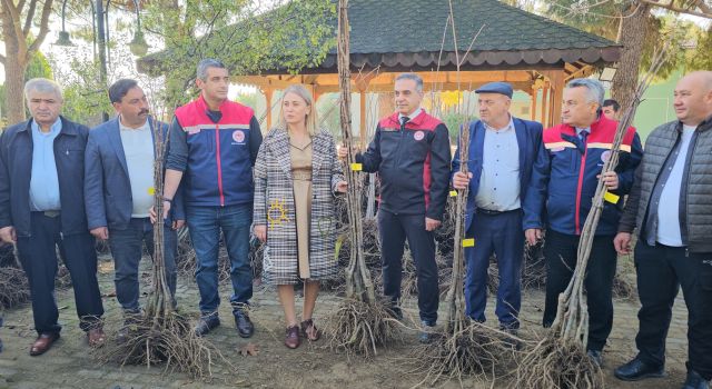 Aydın dağları sağlıklı kestane ağaçlarıyla donatılıyor