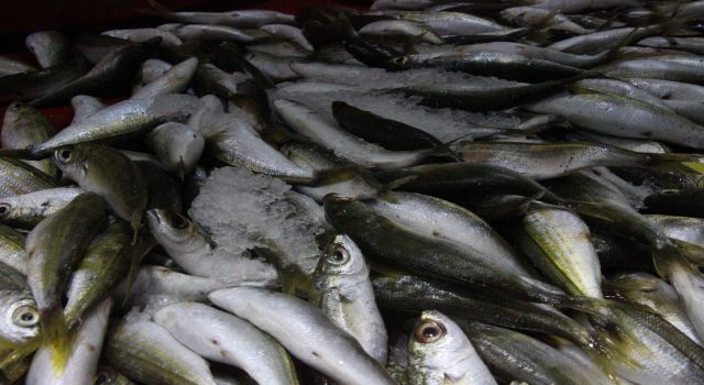 Bozdoğan'da balık tezgahlarının en çok tercih edilen çeşidi hamsi oldu