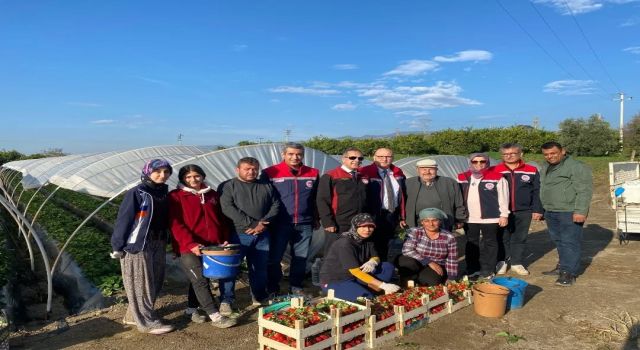 Coğrafi işaretli 'Sultanhisar Çileği'nde hasat sevinci