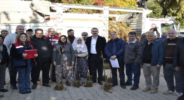 Sultanhisar'da üreticiye kestane ve incir fidesi dağıtıldı