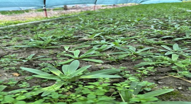 Aydın'da salep orkidesi üretimi büyüyor