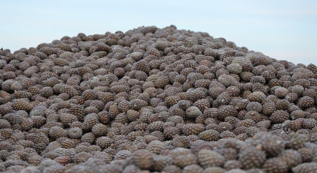 Kozalak işleme tesislerinde yoğun mesai dönemi