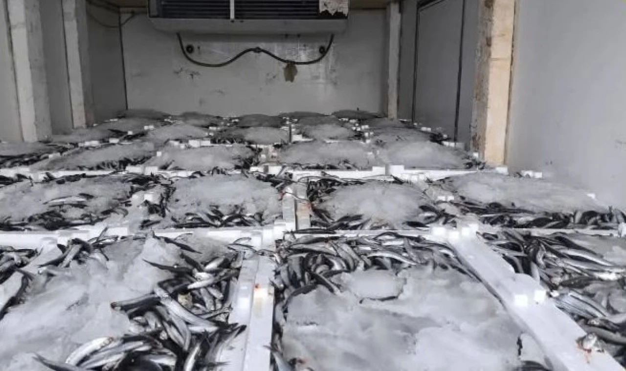 Nakil belgesiz 290 kasa balığa el konuldu