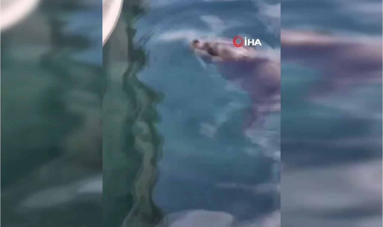 Yavru Akdeniz foku ilgi odağı oldu