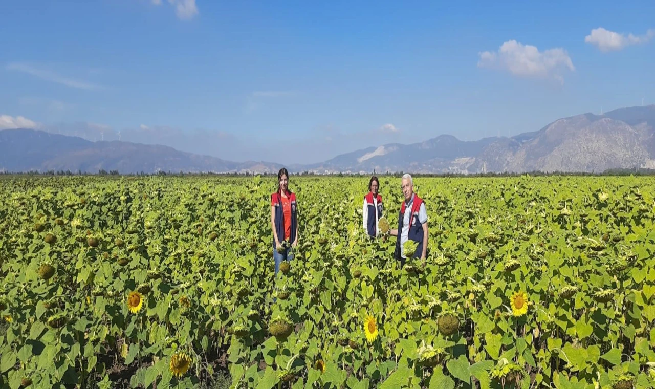 Ayçiçeğinde tohum desteği başladı