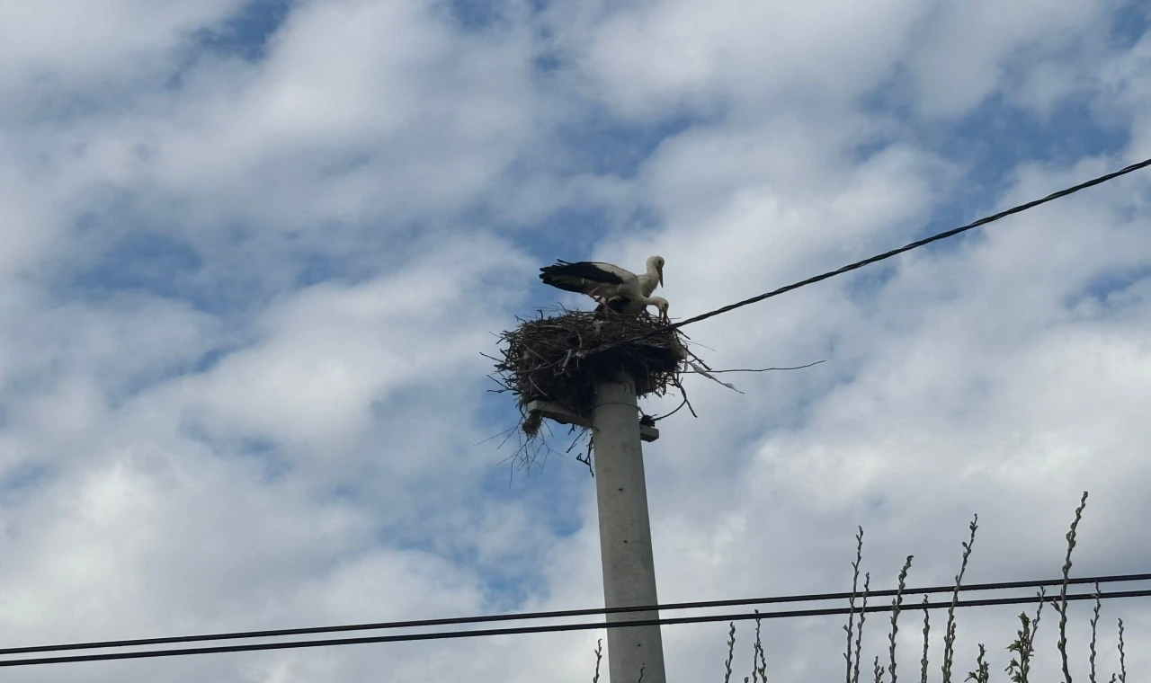 Bozdoğan’da baharın müjdecisi leylekler yuvalarına döndü