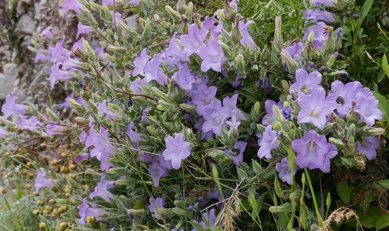 Eşi Benzeri Yok: ‘Küçük Çan’ İçin Tehlike Çanları Çalıyor