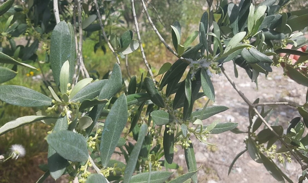Tarım arazilerinde hastalık ve zararlı mesaisi