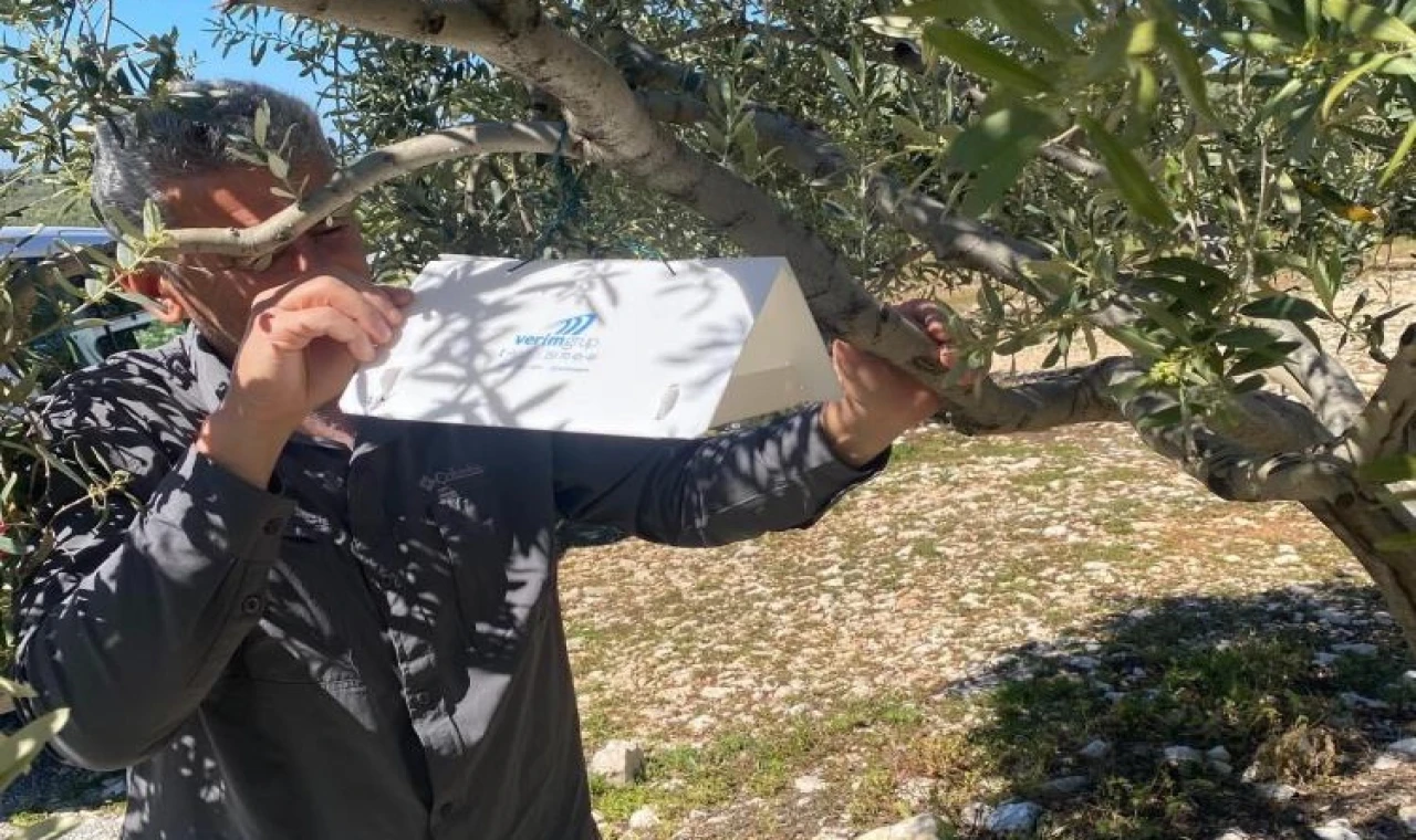 Zeytin güvesine karşı tuzak kurulumları başladı