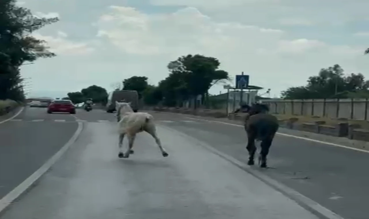 Nazilli’de Karayoluna Çıkan Başıboş Atlar Trafiği Tehlikeye Attı