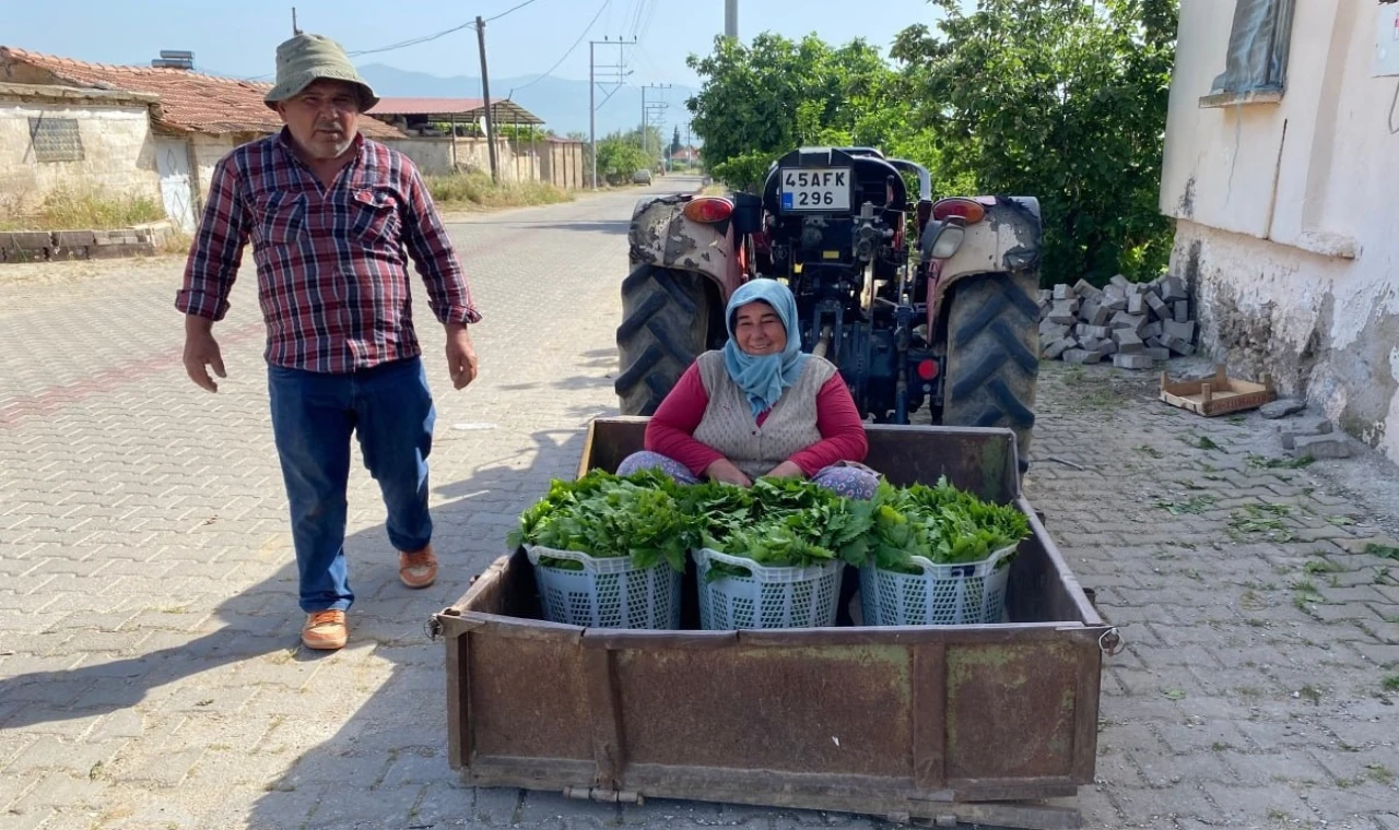 Üzümden önce yaprak kazandırdı