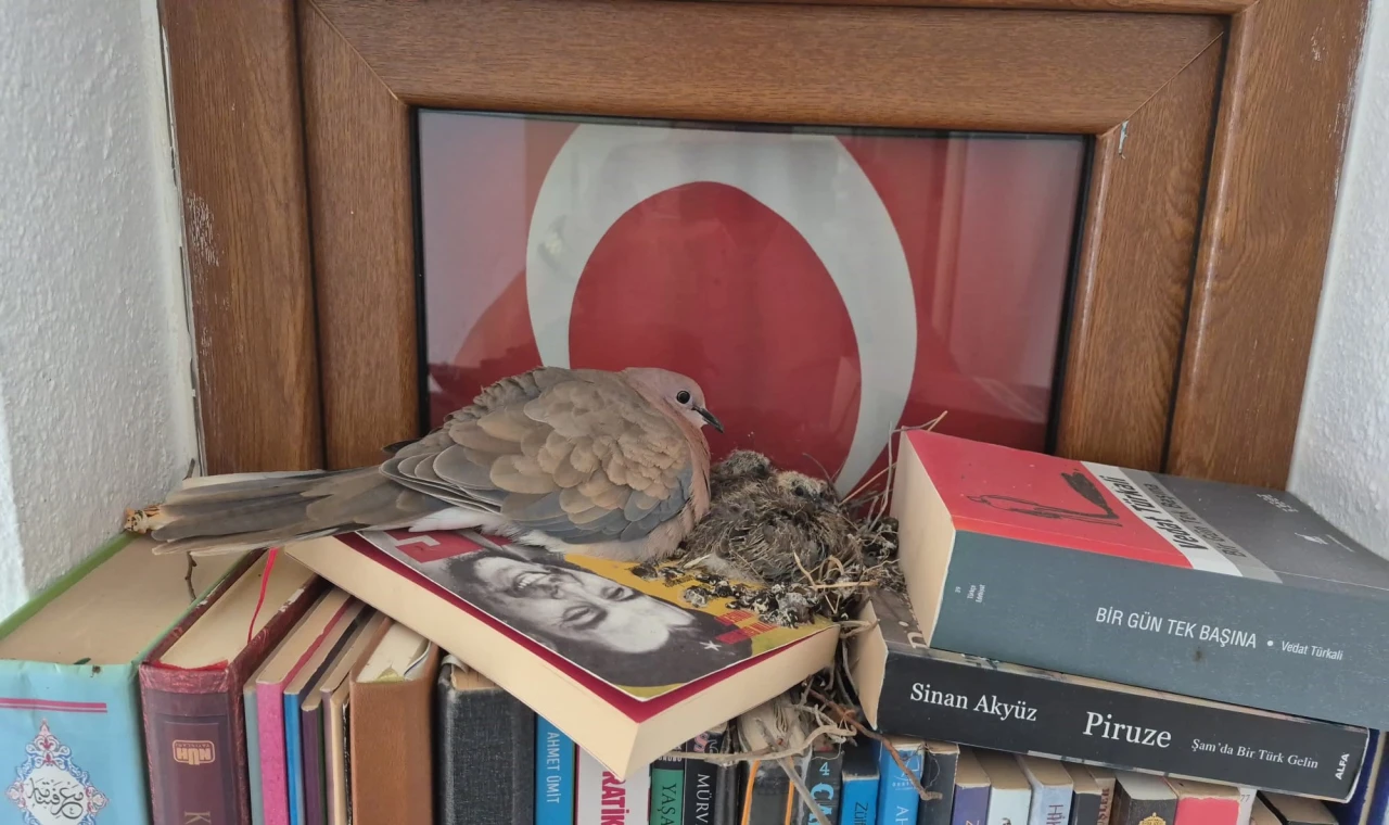 Kumrular bir evin kitaplığına yuva yaptı