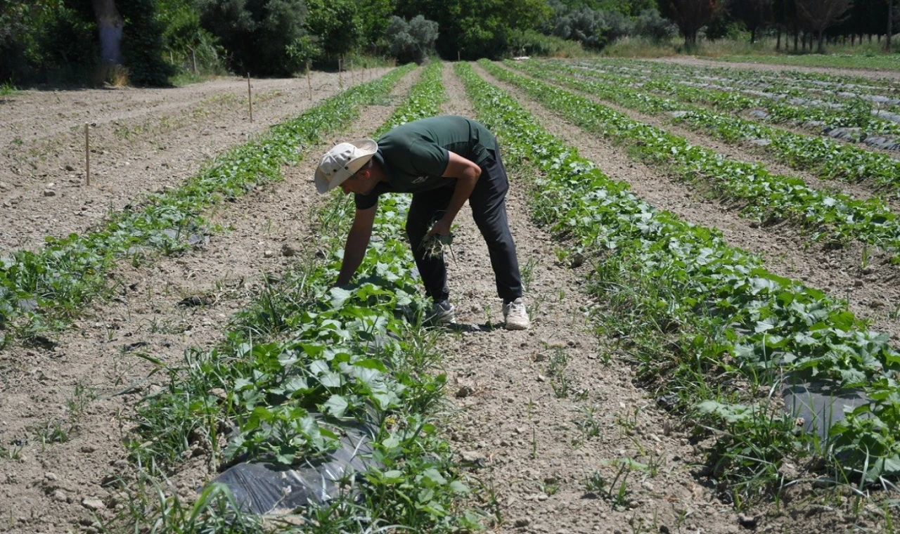 Kuşadası'nda Adabahçe yaz hasadına gün sayıyor