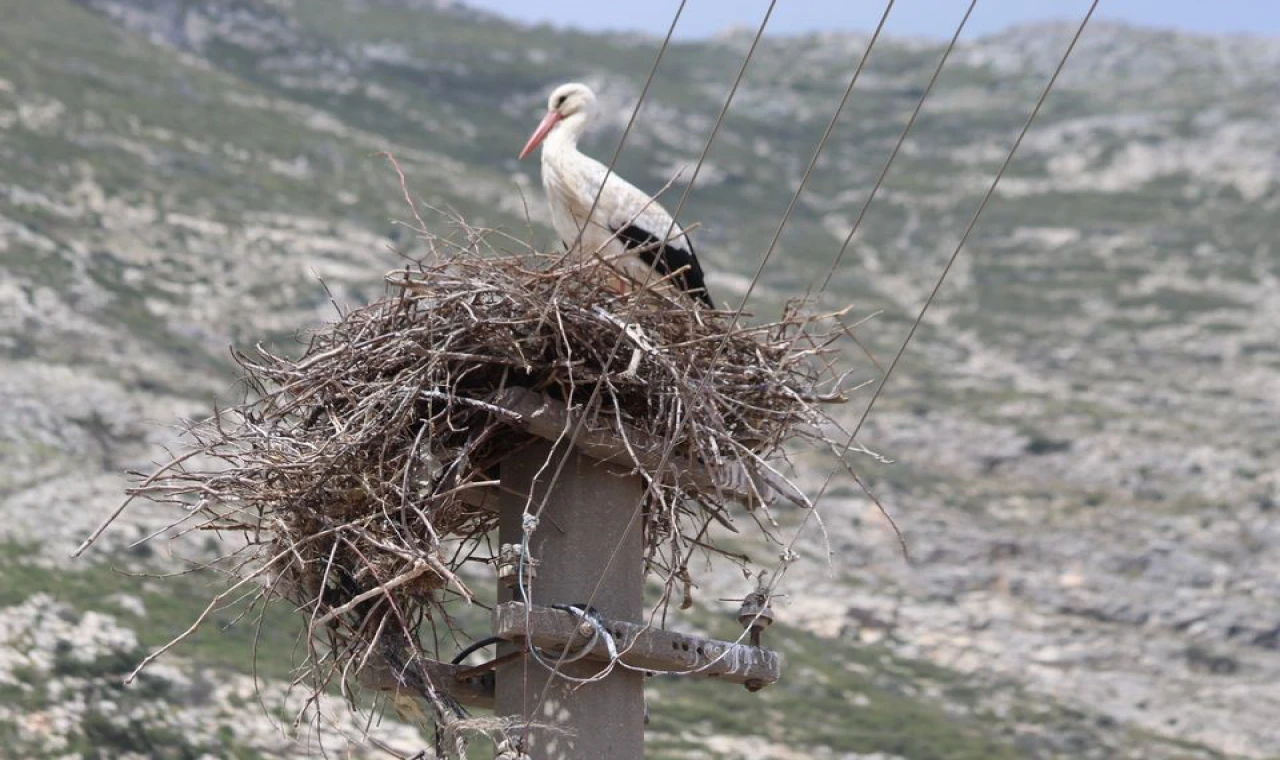 Riskli Leylek Yuvası Güvenli Hale Getirildi