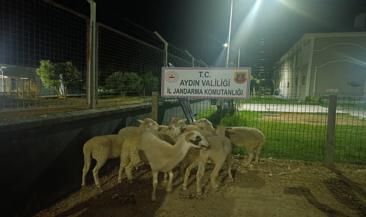 15 koyun evin bahçesinden çalındı