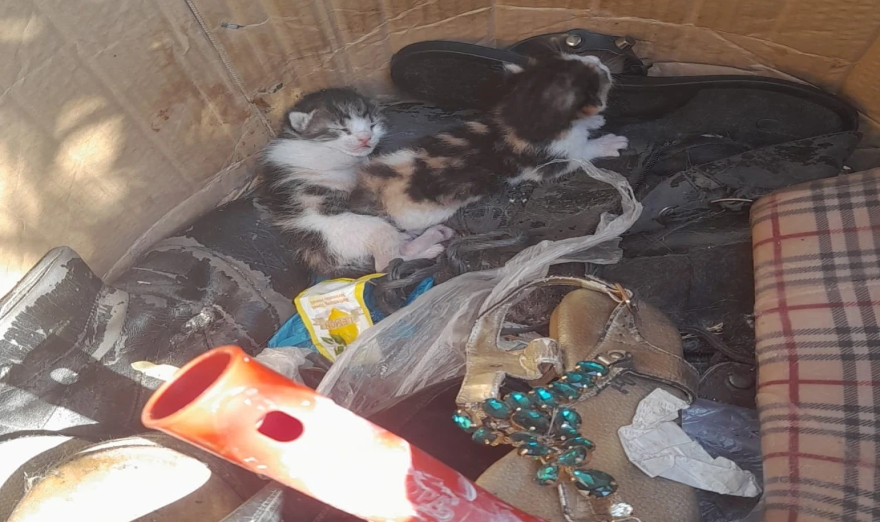 Belediye ekibinin dikkati yavru kedileri hayata bağladı