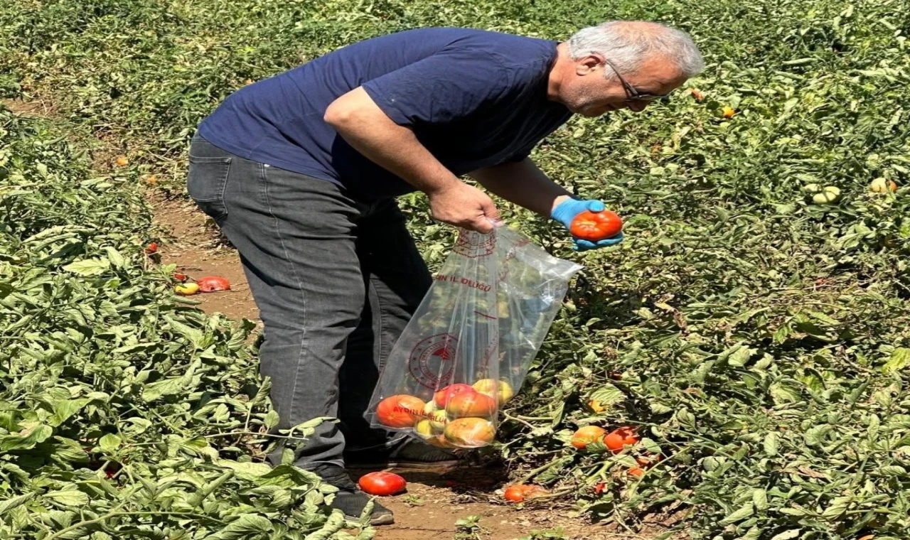 Domateste hasat öncesi ilaç kalıntısı denetimi başladı