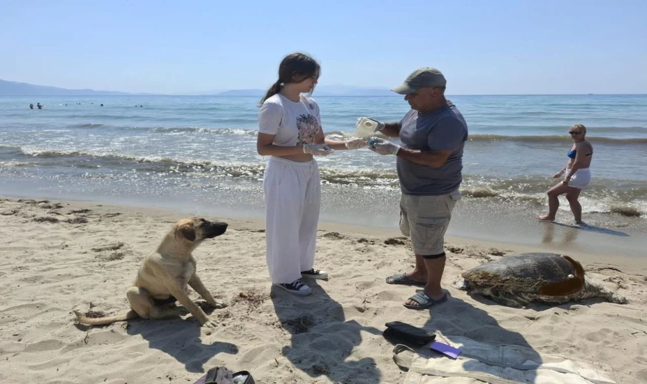 Üremek için geldikleri kıyılarda 3 caretta caretta ölü bulundu