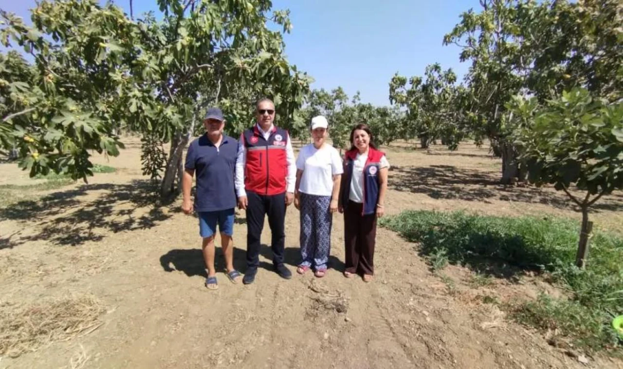 Aydın incirinin kalitesi için sahada sıkı takip