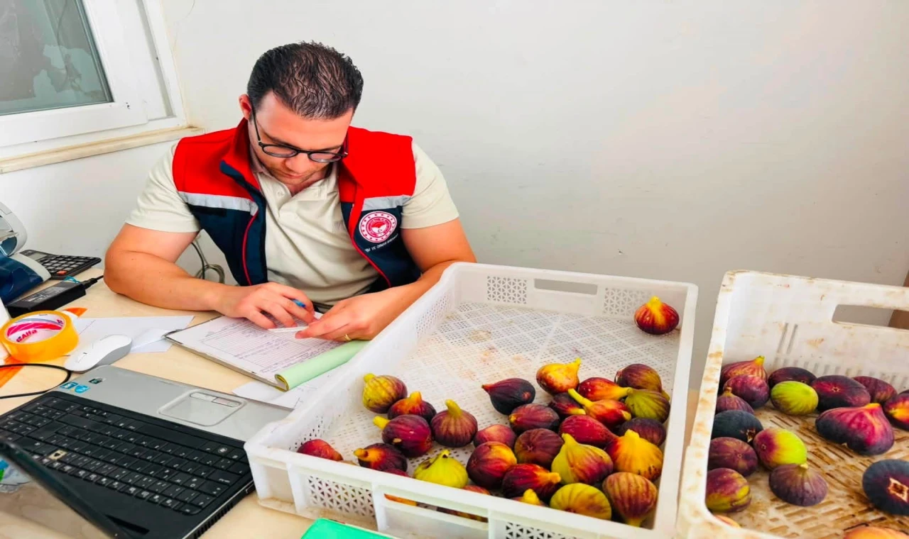 Nazilli’de taze incir denetimi